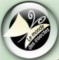 Le monde des insectes